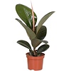 Ficus elastica 'Robusta' | 12 cm pot | 45 cm hoog
