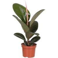Ficus elastica 'Robusta' rubberplant | 12 cm pot | 45 cm hoog