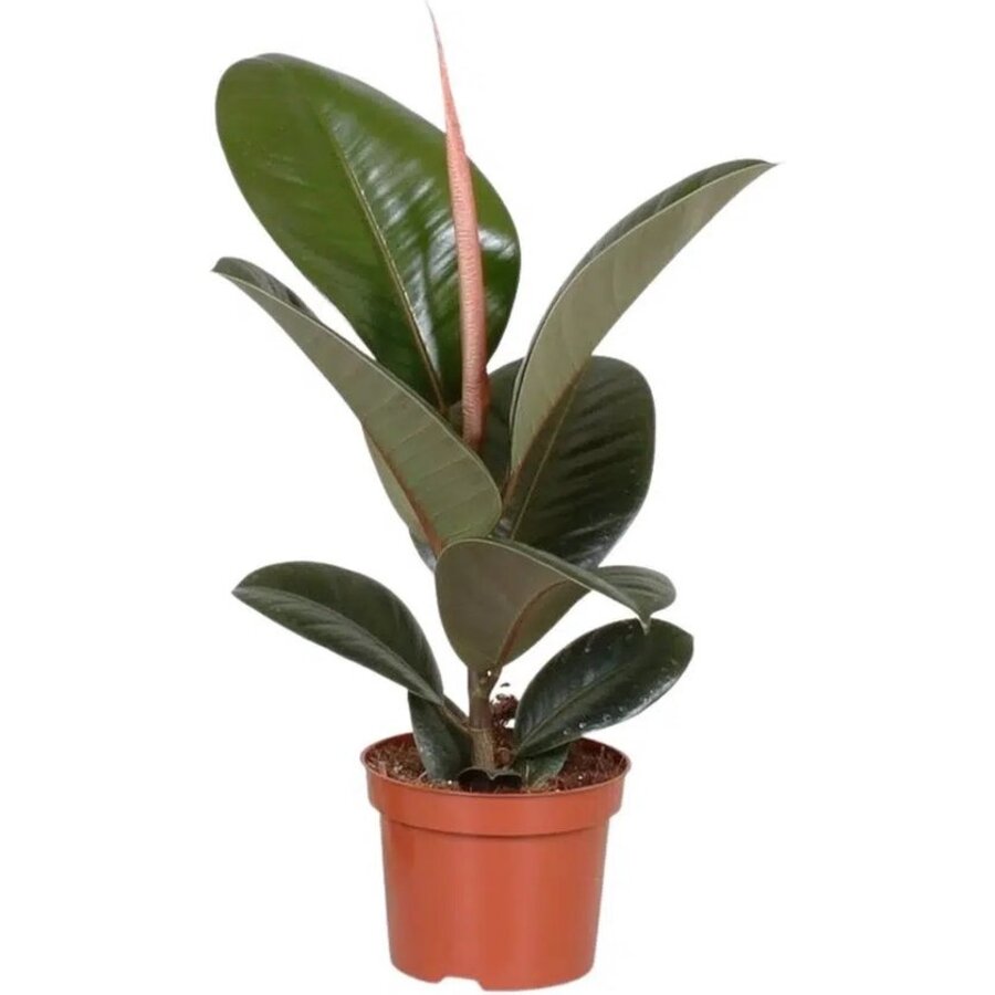 Ficus elastica 'Robusta' rubberplant | 12 cm pot | 45 cm hoog
