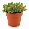 Hylocereus undatus Drakenfruit | 10 cm pot | 15 cm hoog