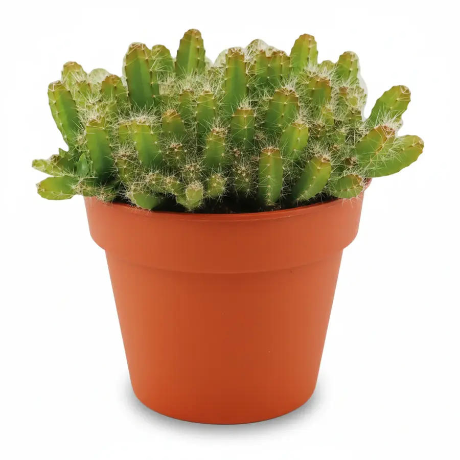 Hylocereus undatus Drakenfruit | klimmende cactus in 10 cm pot | 15 cm hoog