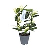 Stephanotis floribunda rond opgebonden | pot 12 cm | 45 cm hoog