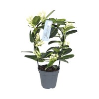 Stephanotis floribunda rond opgebonden | geurige kamerplant en kuipplant | pot 12 cm | 45 cm hoog
