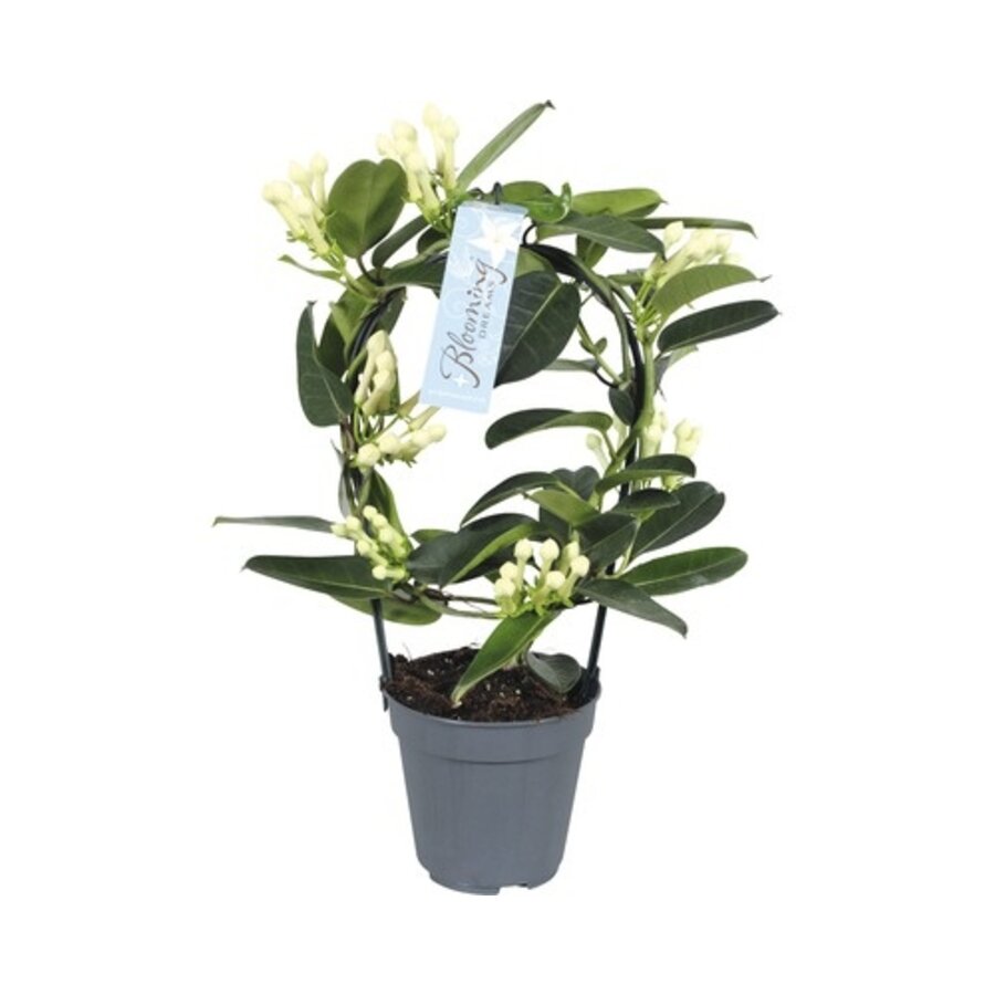 Stephanotis floribunda rond opgebonden | geurige kamerplant en kuipplant | pot 12 cm | 45 cm hoog