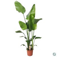 Strelitzia nicolai paradijsvogelplant | 21 cm pot | 130 cm hoog