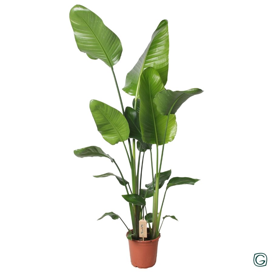 Strelitzia nicolai paradijsvogelplant | 21 cm pot | 130 cm hoog