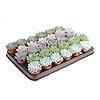 Echeveria gemengd | 5,5 cm pot | 8 cm hoog | per stuk