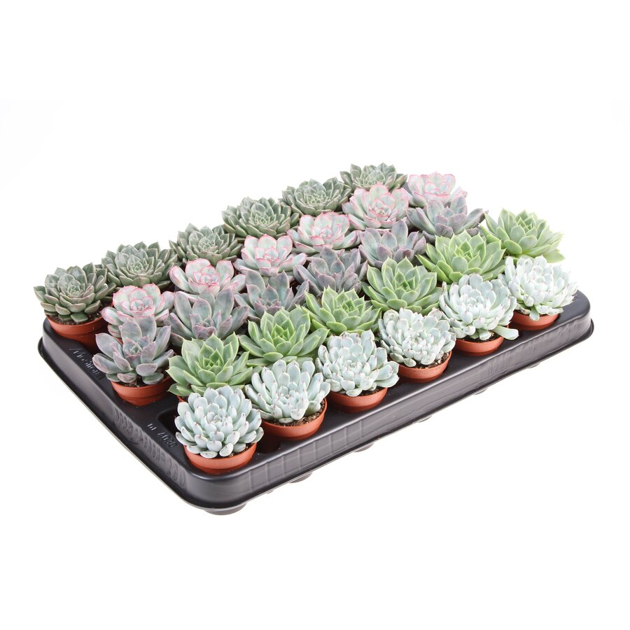 Echeveria gemengd in diverse soorten en kleuren | 5,5 cm pot | 8 cm hoog | verkoop per stuk