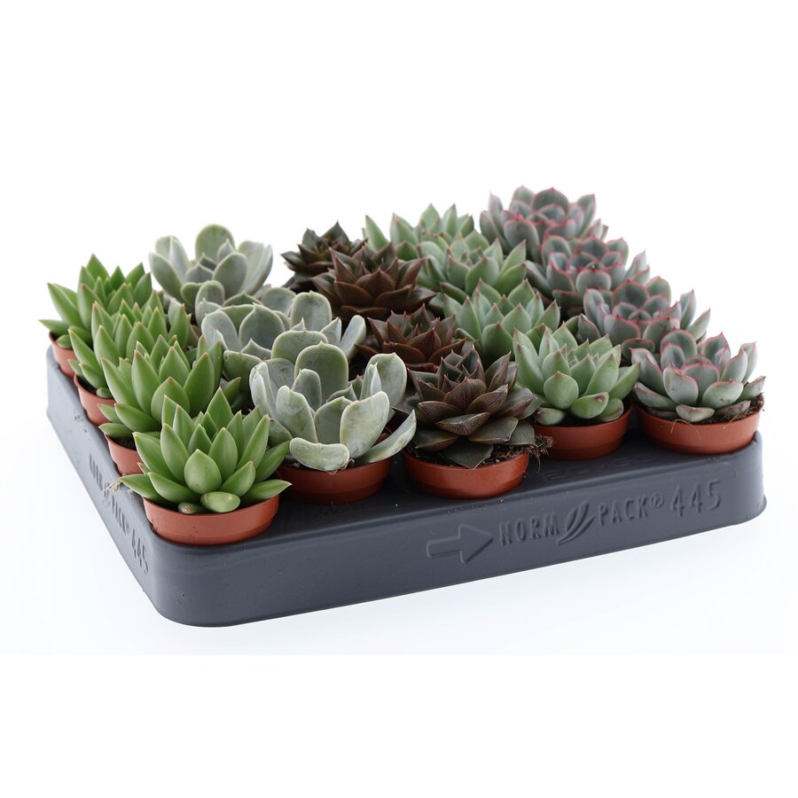 Echeveria gemengd in diverse soorten en kleuren | 5,5 cm pot | 8 cm hoog | verkoop per stuk