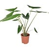 Alocasia Zebrina | 17 cm pot | 85 cm hoog