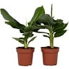 Musa Dwarf Cavendish | 12 cm pot | 55 cm hoog