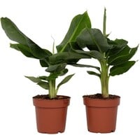 Musa Dwarf Cavendish bananenplant | 12 cm pot | circa 55 cm hoog