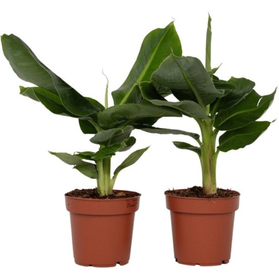 Musa Dwarf Cavendish bananenplant | 12 cm pot | circa 55 cm hoog
