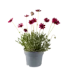 Cosmos atrosanguineus | Chocolade cosmea | 45 cm hoog | 17 cm pot