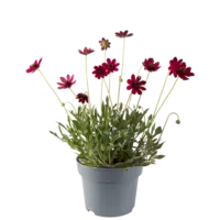 Cosmos atrosanguineus | Chocolade cosmea | 45 cm hoog | In 17 cm pot | Geurende tuinplant