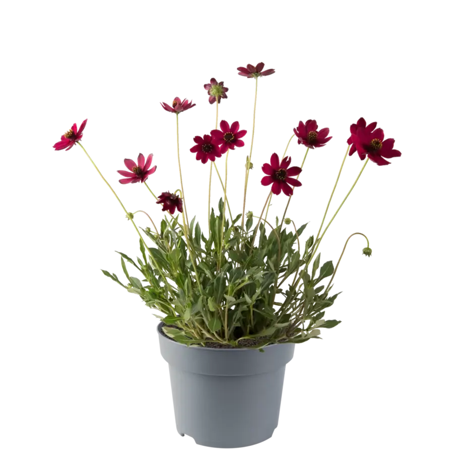 Cosmos atrosanguineus | Chocolade cosmea | 45 cm hoog | In 17 cm pot | Geurende tuinplant