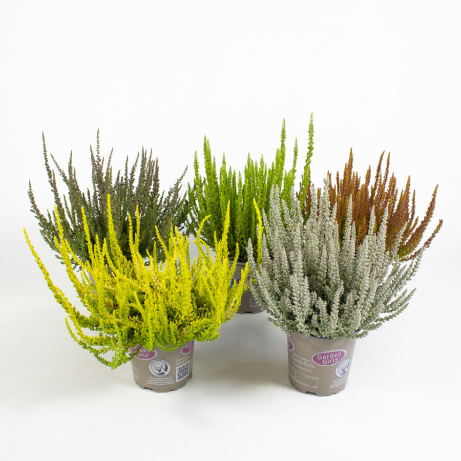 Calluna vulgaris ‘Garden Girls Sunset Girls’ mix | Struikheide | 24 cm hoog | In 11 cm pot | Verkoop per stuk