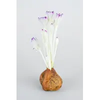Colchicum 'Giant' (Herfsttijloos) | Bloembol | Verkoop per stuk | Lavendelroze herfstbloei