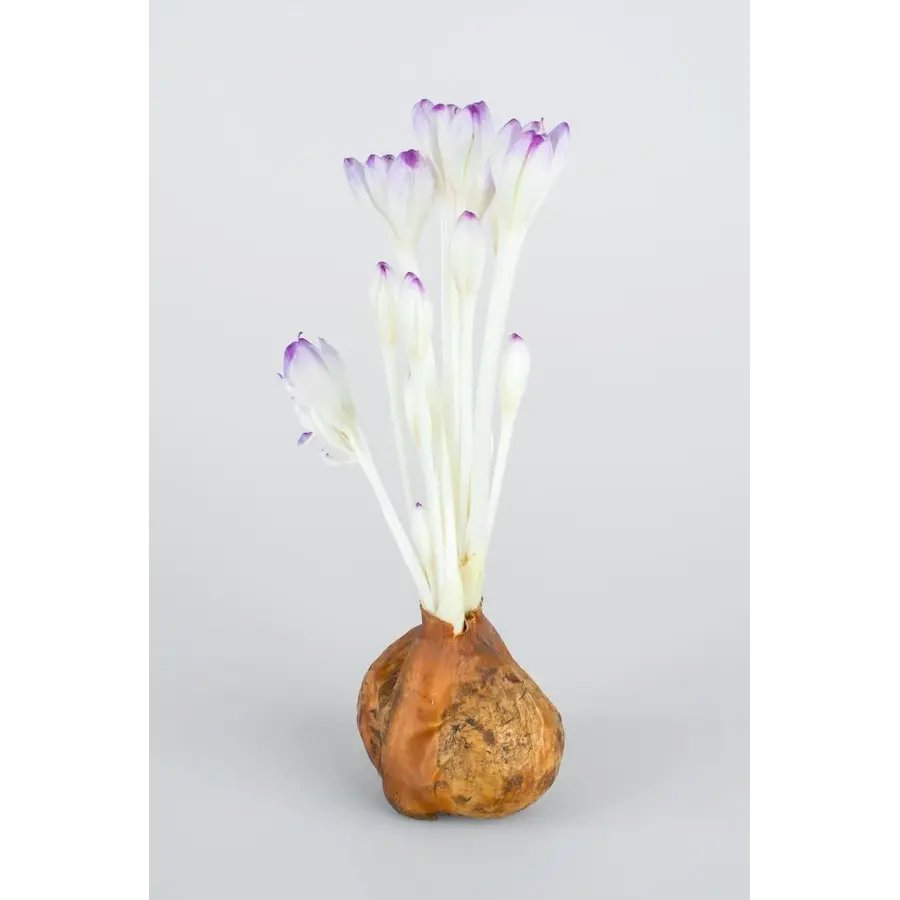 Colchicum 'Giant' (Herfsttijloos) | Bloembol | Verkoop per stuk | Lavendelroze herfstbloei