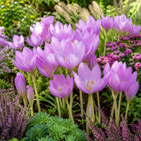 Colchicum 'Giant' (Herfsttijloos) | Bloembol | Verkoop per stuk | Lavendelroze herfstbloei