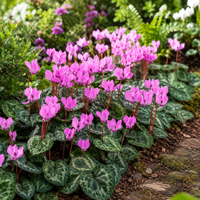 Napolitaanse cyclaam bloembol | Cyclamen hederifolium | Winterharde herfstbloeier | Verkoop per stuk