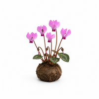 Napolitaanse cyclaam bloembol | Cyclamen hederifolium | Winterharde herfstbloeier | Verkoop per stuk