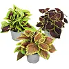 Plectranthus Coleus mix | Diverse kleuren | Per stuk | 10 cm hoog | 6 cm pot