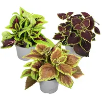 Plectranthus Coleus mix diverse kleuren | Verkoop per stuk | 10 cm hoog | In 6 cm pot | Kleurrijke siernetel voor tuin, balkon en terras