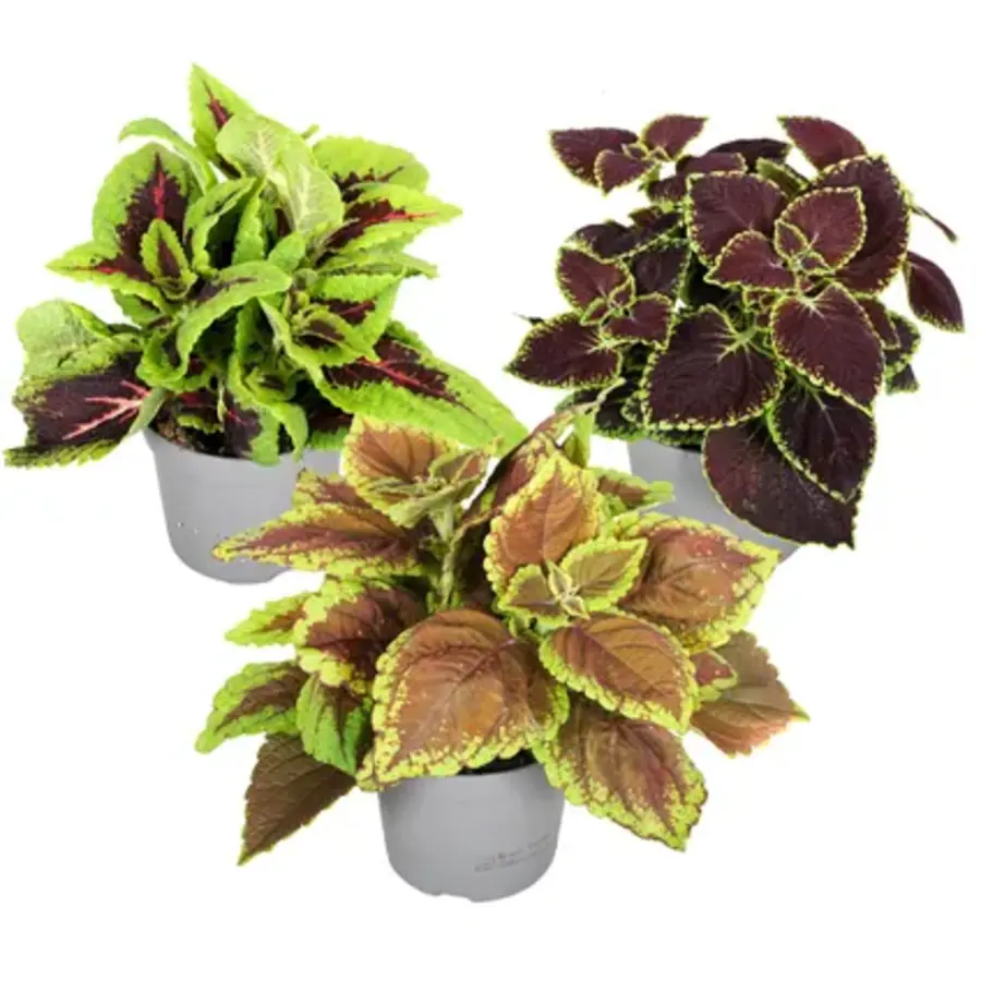 Plectranthus Coleus mix diverse kleuren | Verkoop per stuk | 10 cm hoog | In 6 cm pot | Kleurrijke siernetel voor tuin, balkon en terras