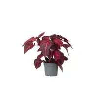 Iresine herbstii 'Rich Redstar' rode terrarium en kamerplant | potmaat 13 cm | hoogte bij levering 26 cm