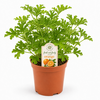 Pelargonium geurend sinaasappel | 20 cm hoog | 13 cm pot