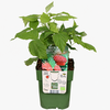 Rubus idaeus Primeberry Autumn Happy | Framboos | 32 cm hoog | 11 cm pot