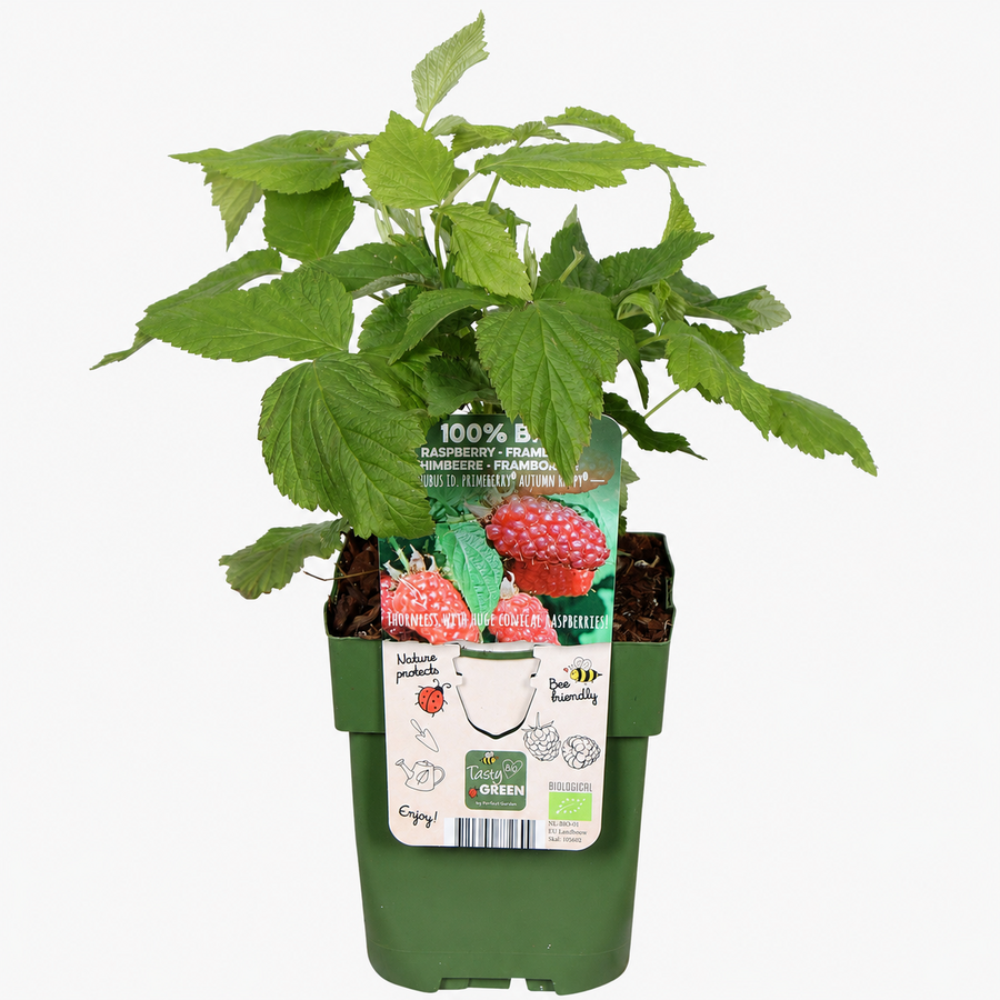 Rubus idaeus Primeberry Autumn Happy | Herfstframboos | 32 cm hoog | In 11 cm pot