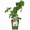 Rubus loganobaccus Thornless tayberry | 32 cm hoog | 11 cm pot