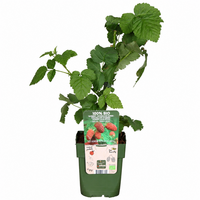 Rubus loganobaccus Thornless tayberry | Doornloze taybes | 32 cm hoog | In 11 cm pot