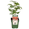 Rubus idaeus Summer Chef | Framboos | 32 cm hoog | 11 cm pot