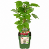 Rubus Idaeus Sanibelle | Framboos | 32 cm hoog | 11 cm pot