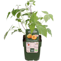 Rubus idaeus Autumn Amber | Gele herfstframboos | 32 cm hoog | In 11 cm pot | Zoete gele frambozen
