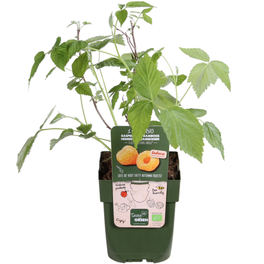 Rubus idaeus Autumn Amber | Gele herfstframboos | 32 cm hoog | In 11 cm pot | Zoete gele frambozen