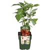 Rubus Idaeus Heritage | Herfstframboos | 32 cm hoog | 11 cm pot
