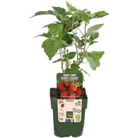 Rubus Idaeus Heritage | Herfstframboos | 32 cm hoog | In 11 cm pot | Fruitstruik voor tuin en moestuin