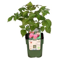 Rubus Idaeus Twotimer Sugana Red | Rode framboos | 32 cm hoog | In 11 cm pot | Tweemaal dragende fruitstruik
