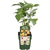 Rubus Idaeus Twotimer Sugana Yellow | Gele framboos | 32 cm hoog | 11 cm pot