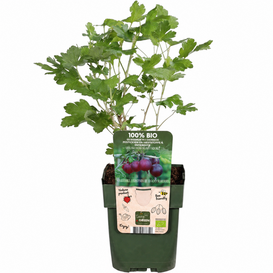 Ribes uva crispa 'Darling' kruisbes | 40 cm hoog | In 13 cm pot | Sterke fruitstruik voor tuin en terras