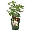 Ribes Easycrisp 'Lady Late' | Kruisbes | 40 cm hoog | 13 cm pot