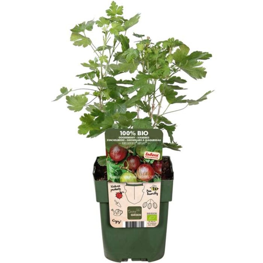 Ribes Easycrisp 'Lady Late' | Rode kruisbes | 40 cm hoog | In 13 cm pot | Bijna doornarme fruitstruik