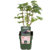 Ribes Lowberry Little Black Sugar | Zwarte bes | 40 cm hoog | 13 cm pot