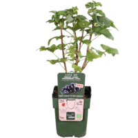 Ribes Lowberry Little Black Sugar | Compacte zwarte bes | 40 cm hoog | In 13 cm pot | Ideaal voor tuin, balkon en terras