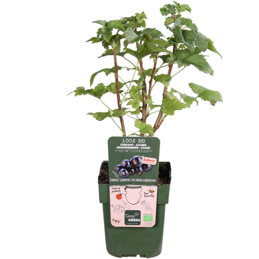 Ribes Lowberry Little Black Sugar | Compacte zwarte bes | 40 cm hoog | In 13 cm pot | Ideaal voor tuin, balkon en terras