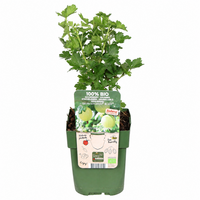 Ribes uva-crispa Easycrisp Mr. Green | groene kruisbes | 40 cm hoog | In 13 cm pot | Compacte fruitstruik